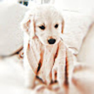 Meet your Posher, Destiny